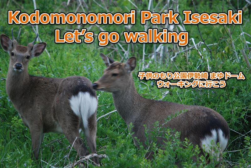 子供のもり公園伊勢崎 まゆドーム ウォーキングに行こう Kodomonomori Park Isesaki　Let’s go walking