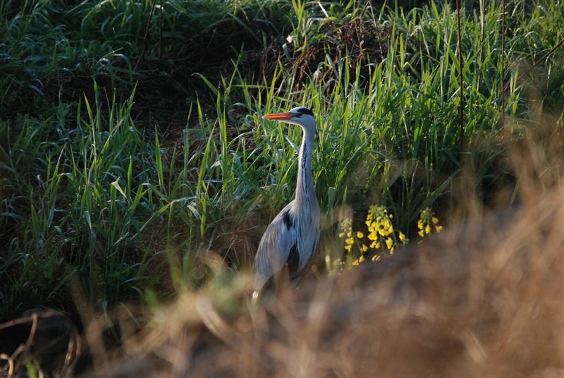 広瀬川の鳥